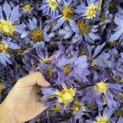 Blue Lotus Tea Factory - EU Standard Smokable