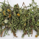 Dandelion Leaf Tea Manufacturer - Mongolian Herb