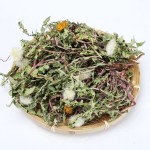 Dandelion Leaf Tea Manufacturer - Mongolian Herb