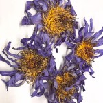 Blue Lotus Tea Supplier - Nymphaea Coerulea Flower