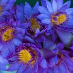 Blue Lotus Tea Supplier - Nymphaea Coerulea Flower