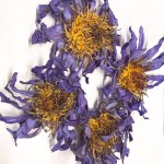 Blue Lotus Flower Supplier - Thailand Pure Dried
