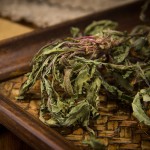 Dandelion Tea Supplier - Taraxacum Leaf Root