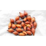 Cherokee Rose Herb Factory - Wholesale Dried Fructus