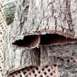 Chinese Herb Supplier - Wholesale Tree Bark Medicine