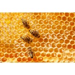 Wild Bee Honey Manufacturer - Chinese Forest Natural Green