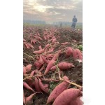 Sweet Potato Fans Supplier - Natural Green Organic Handmade