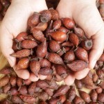 Cherokee Rose Herb Factory - Wholesale Dried Fructus