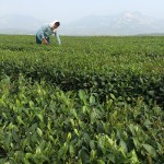 Green Tea Supplier - High Quality Loose Sri Lanka