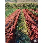Sweet Potato Vermicelli Supplier - Organic Handmade Wholesale