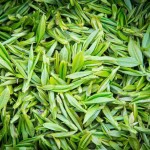 Tea Powder Supplier - Wholesale Garcinia Matcha