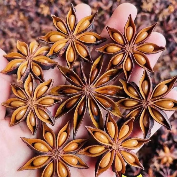 Star Aniseed Supplier - Guangxi Natural Hot Seller
