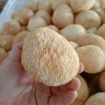 Lion Mane Mushroom Supplier - Whole Dried Cooking