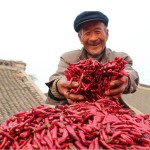 Dried Chili Pepper Factory - Organic Single Spices