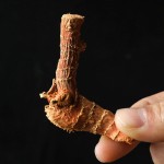 Galangal Root Supplier - Nature Spices Seasoning