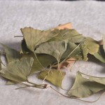 Ginkgo Leaves Supplier - Bulk Chinese Herbs