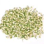 Jasmine Tea Manufacturer - Dried Flowers Wholesale