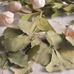 Gingko Leaf Supplier - Good Price Spice Herb