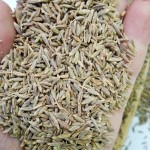 Cumin Seeds Supplier - Origin Direct Spice