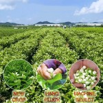 Jasmine Tea Manufacturer - Dried Flowers Wholesale