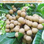 Dried Longan Supplier - Natural Sweet Organic