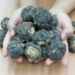 Black Maca Root Factory - Energy Herbal Tea Man