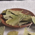 Ginkgo Leaves Supplier - Bulk Chinese Herbs