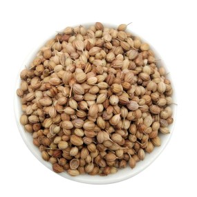 Cilantro Seeds Manufacturer - Wholesale Natural Spice