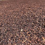Dry Clove Supplier - Medical Herbs Single Spice