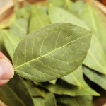 Dried Bay Leaf Factory - Kitchen Spice Quality