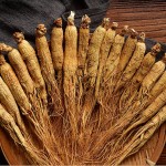 Ginseng Root Manufacturer - Natural Wild Panax
