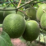 Monk Fruit Supplier - Natural Herbal Tea Luohanguo