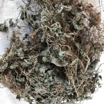 Centella Asiatica Factory - Natural Herbs Wholesales