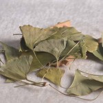 Gingko Leaf Supplier - Good Price Spice Herb