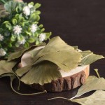 Gingko Leaf Supplier - Good Price Spice Herb