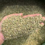 Dried Fennel Seeds Manufacturer - Customizable Organic