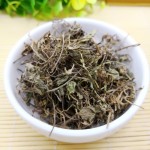 Centella Asiatica Factory - Natural Herbs Wholesales