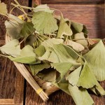 Ginkgo Leaf Manufacturer - Wholesale Natural Herbs