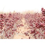 Red Dates Manufacturer - Organic Jujube Healthy
