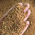 Fenugreek Seeds Manufacturer - Organic Herbs Tea