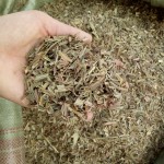 Organic Lemongrass Supplier - Affordable Price Aromatic