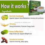 Green Coffee Bean Supplier - Extract Slimming Metabolism