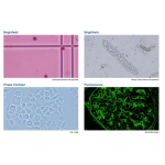 Digital Microscope Manufacturer - Olympus Binocular Compound