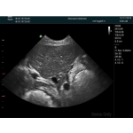 Veterinary Ultrasound Supplier - Color Doppler Small Animal