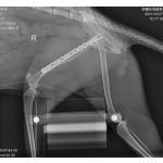 Veterinary DR Machine Supplier - 5Kw High Frequency X-Ray