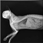 Portable X-ray Machine Factory - Digital 5KW Veterinary