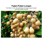 Fat Burning Patch Factory - Navel Slimming Products