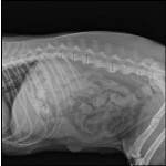 Veterinary DR Machine Supplier - 5Kw High Frequency X-Ray