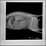 Veterinary DR Machine Supplier - 5Kw High Frequency X-Ray