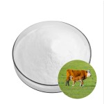 Rennet Powder Manufacturer - Casein Chymosin Cheese